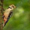Strakapoud prostredni - Dendrocopos medius - Middle Spotted Woodpecker 3949